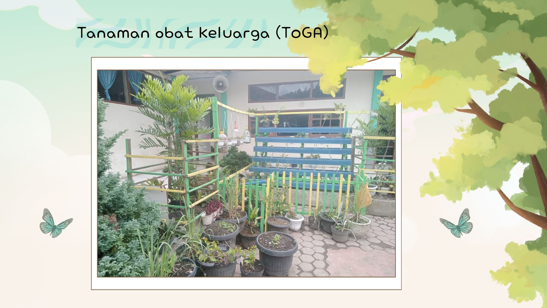 Tanaman Obat Keluarga (TOGA)